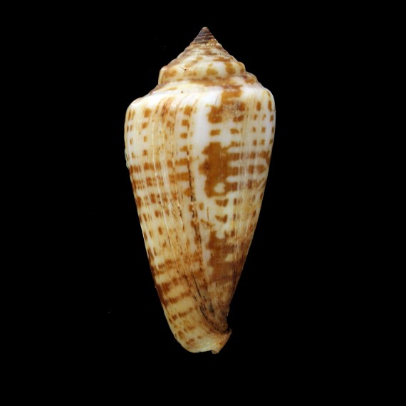 inscriptus adenensis 66,2mm