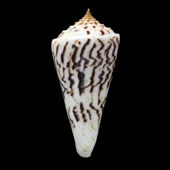 recurvus 85,0mm BIG
