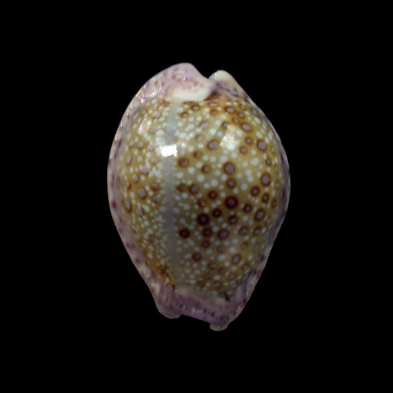 marginalis melocellata 27,1mm