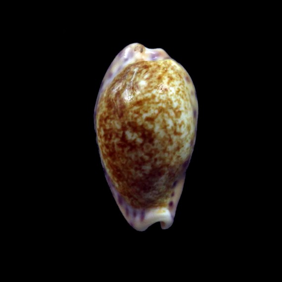 chinensis variolaria tortirostris 21,1mm