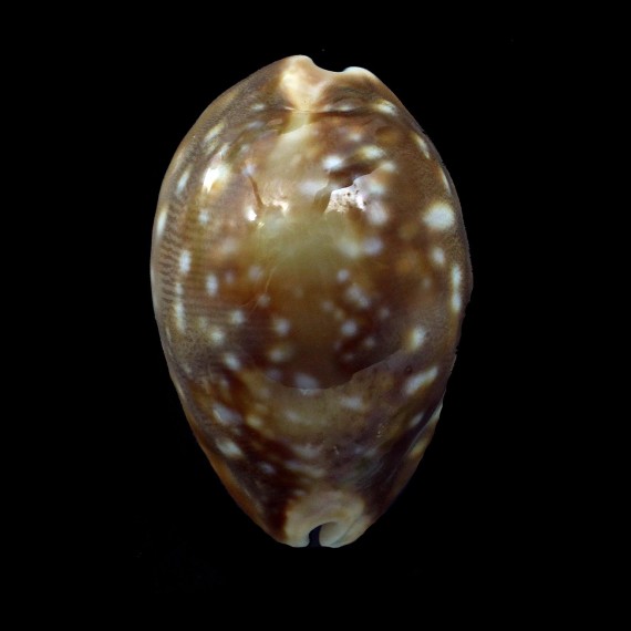 vitellus 45,2mm ROSTRATE