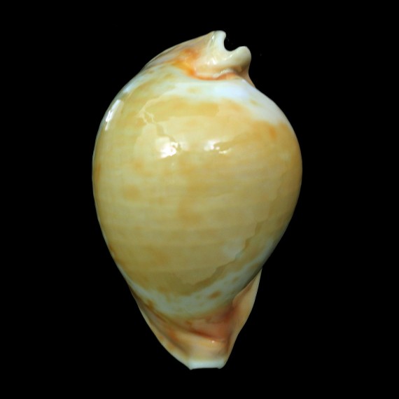 armeniaca 91,5mm