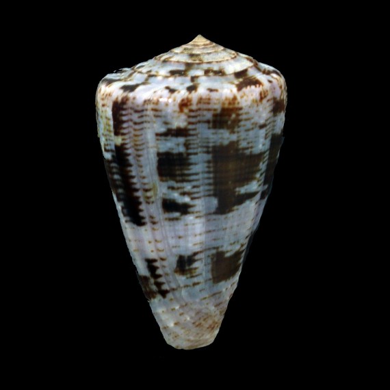 purpurascens 52,4mm