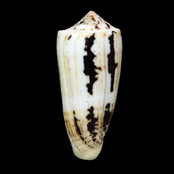 magus assimilis 75,2mm