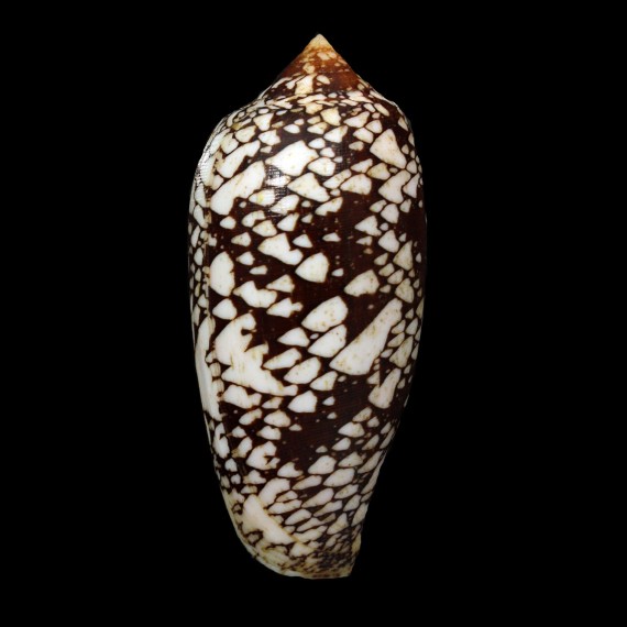aulicus 109,7mm NC