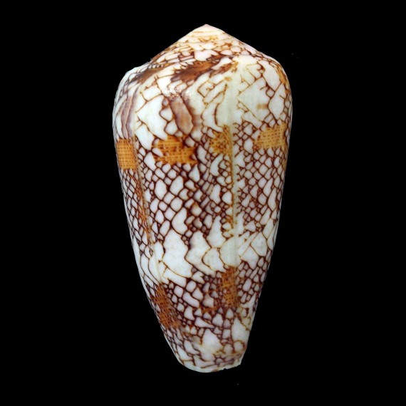 pennaceus praelatus 67,8mm BIG