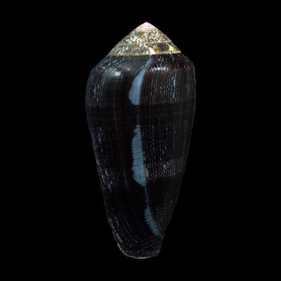 pennaceus elisae 50,8mm