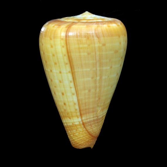 betulinus rufoluteus 86,7mm