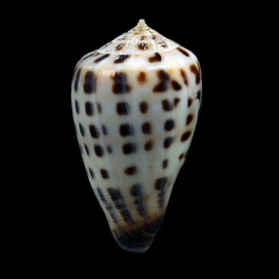 bairstowi 38,1mm