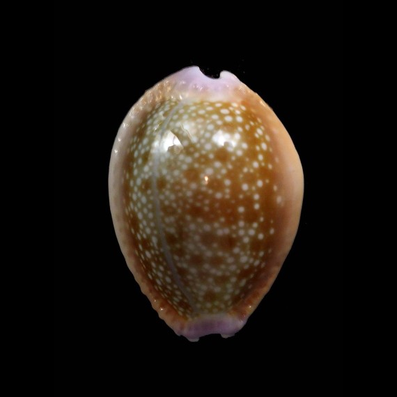 helvola hawaiensis 24,4mm