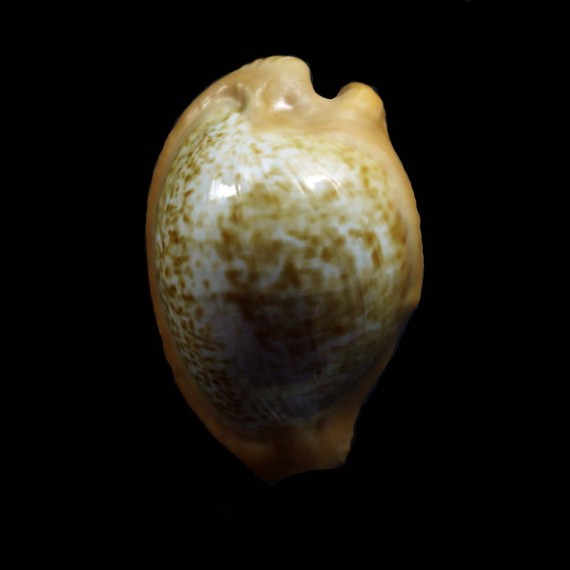 fuscodentata sphaerica 33,1mm