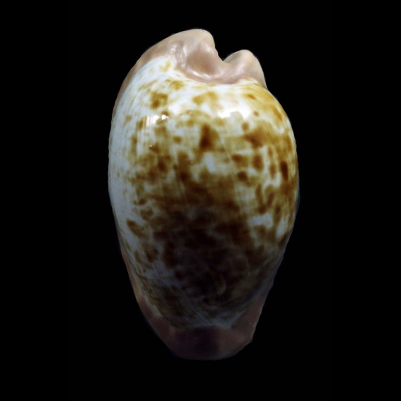 fuscodentata grohorum 33,0mm