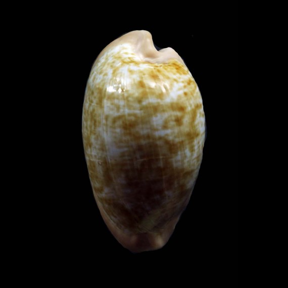 fuscodentata grohorum 36,1mm BIG