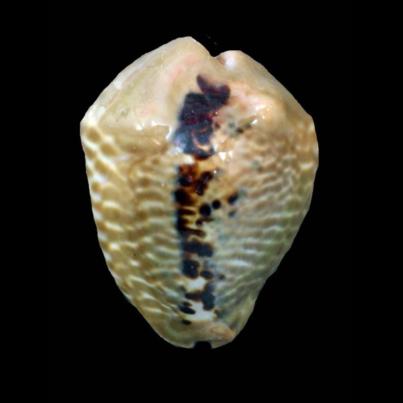 mus bicornis 53,1mm