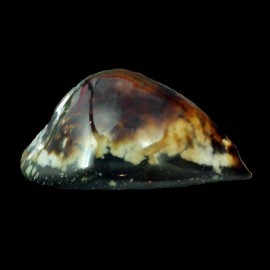mauritiana 62,8mm SUPERB