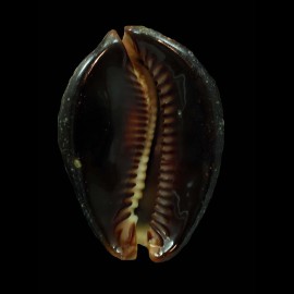 mauritiana 62,8mm SUPERB