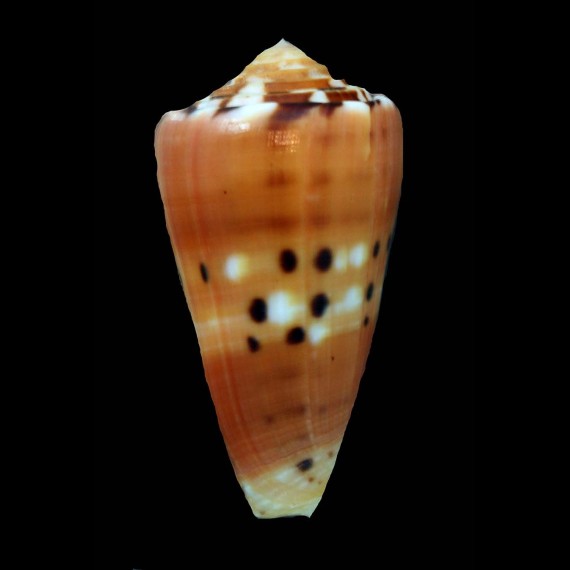 barthelemyi 62,7mm