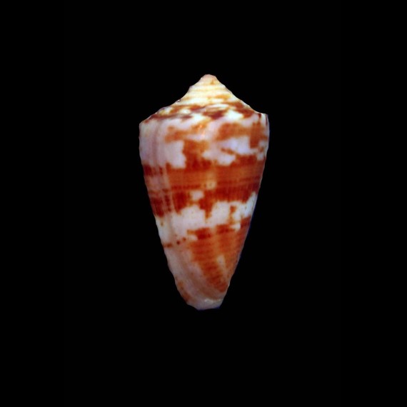 braziliensis 24,2mm
