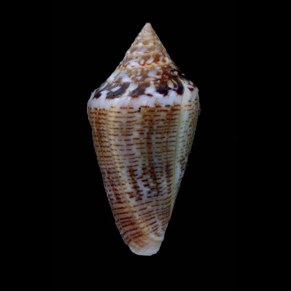 ximenes 47,7mm BIG