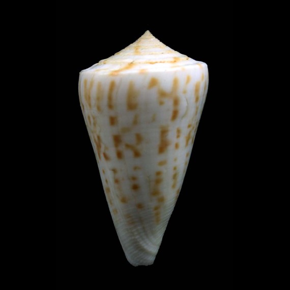 clerii 48,1mm