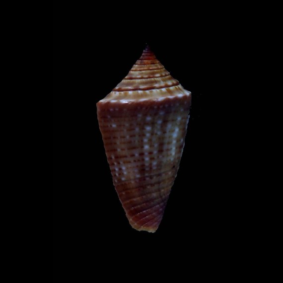 simonei 25,8mm DARK