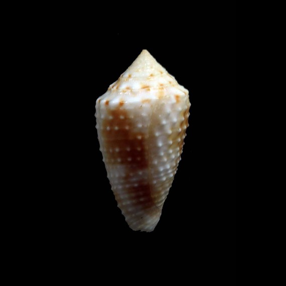 damasomonteiroi 23,2mm RARE