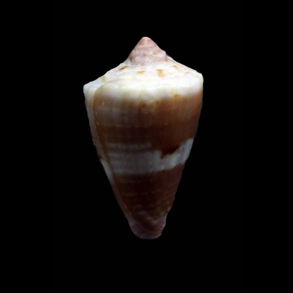 abbotti 21,5mm