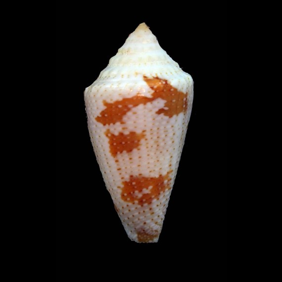 pseudaurantius 29,0mm