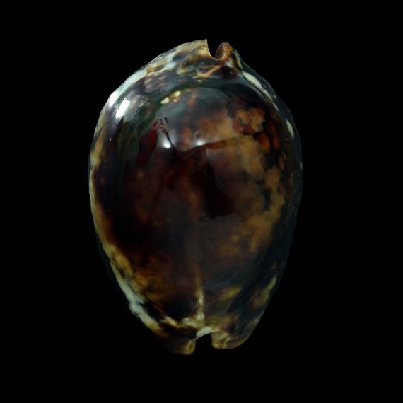 mauritiana 62,8mm SUPERB