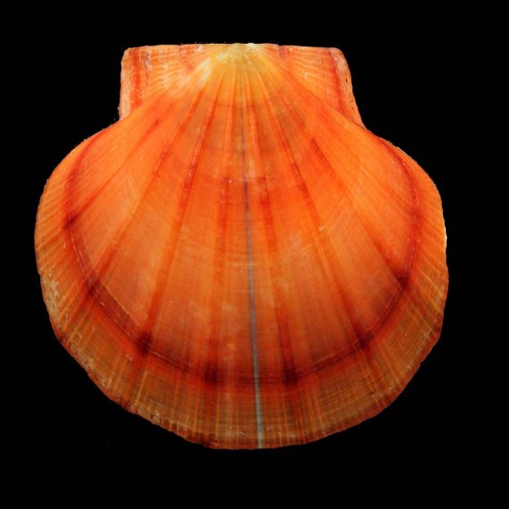 bifrons 71,4mm RARE COLOR