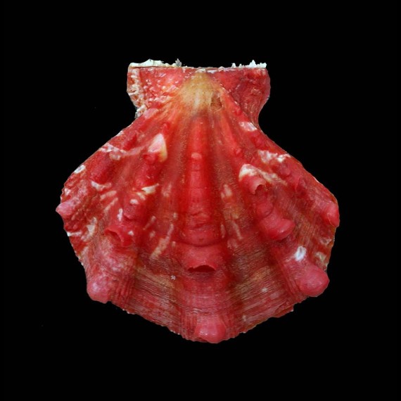 cranmerorum 52,9mm RARE