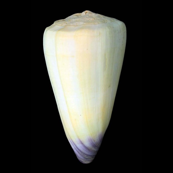 virgo 129,4mm BIG