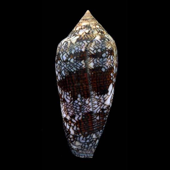 textile pyramidalis 72,1mm