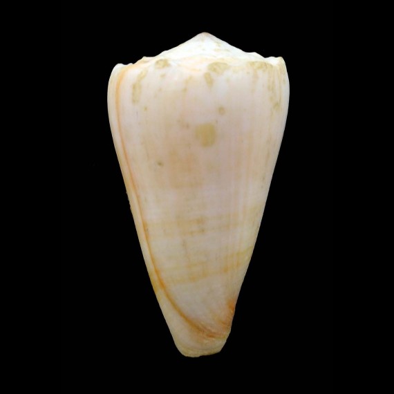 crosseanus suffusus 53,4mm