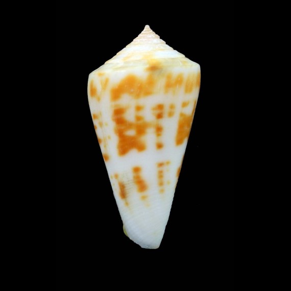 carcellesi 31,5mm