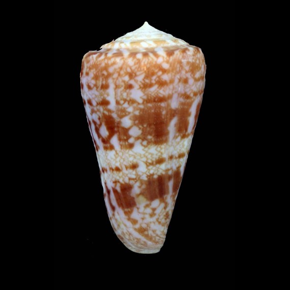 royaikeni 65,4mm MONSTER SIZE