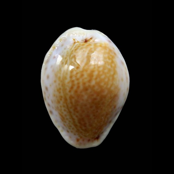 acicularis 21,3mm
