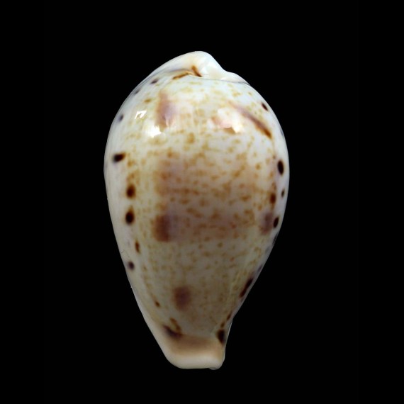 hungerfordi coucomi 41,4mm RARE