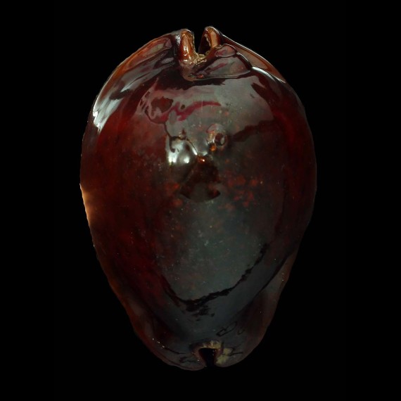 stercoraria 85,0mm RUSTY