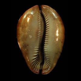 stercoraria 85,0mm RUSTY