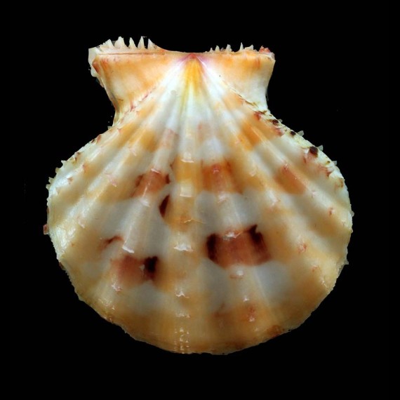 rastellum 46,3mm