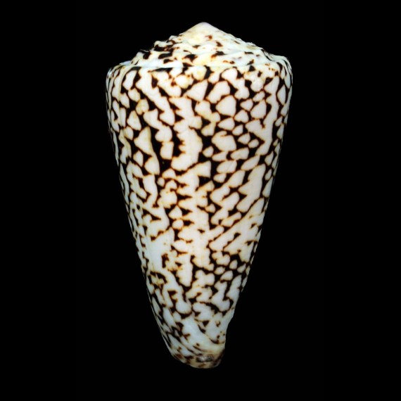 marmoreus 101,6mm