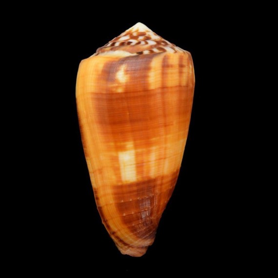 ferrugineus 75,7mm BIG