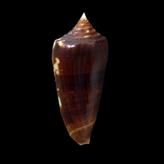 neptunus colorvariegatus 61,6mm