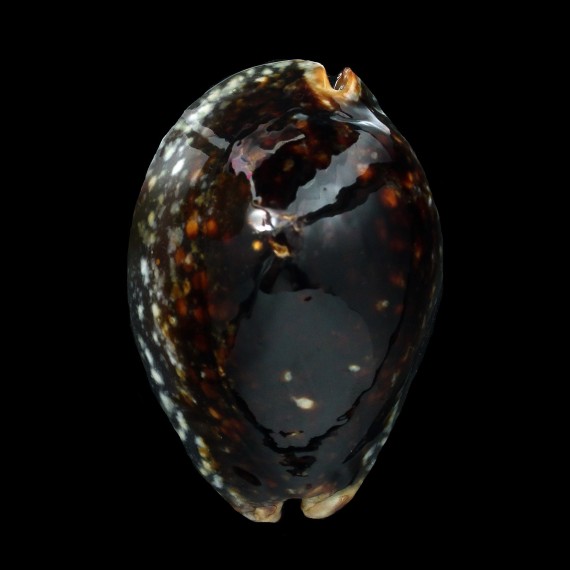 mauritiana 71,8mm DARK