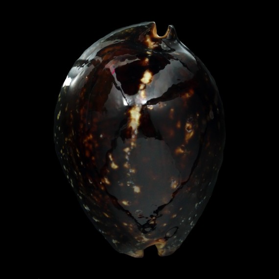 mauritiana 76,4mm
