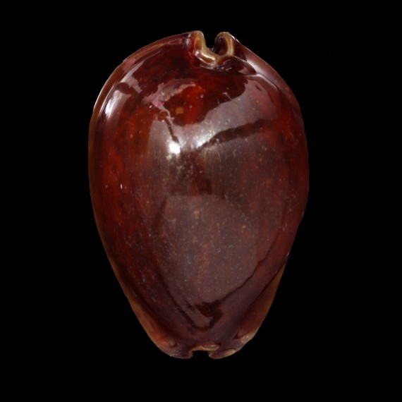 stercoraria 76,5mm RUSTY