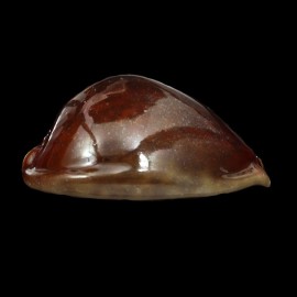 stercoraria 76,5mm RUSTY