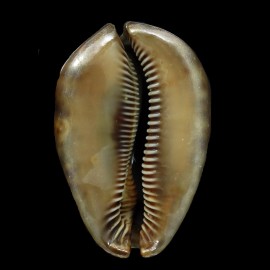 stercoraria 76,5mm RUSTY