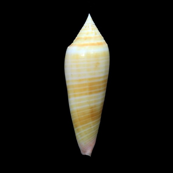 ranonganus golden 83,1mm EXCEPTIONAL